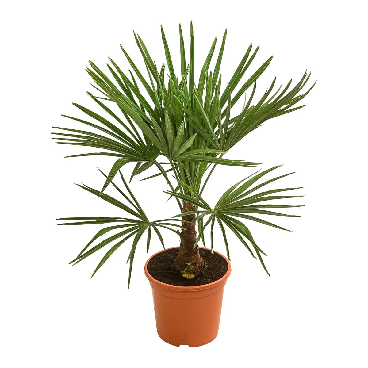 Palmen