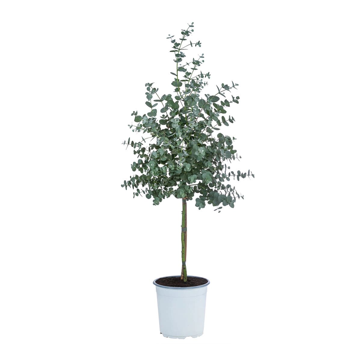 Eukalyptus