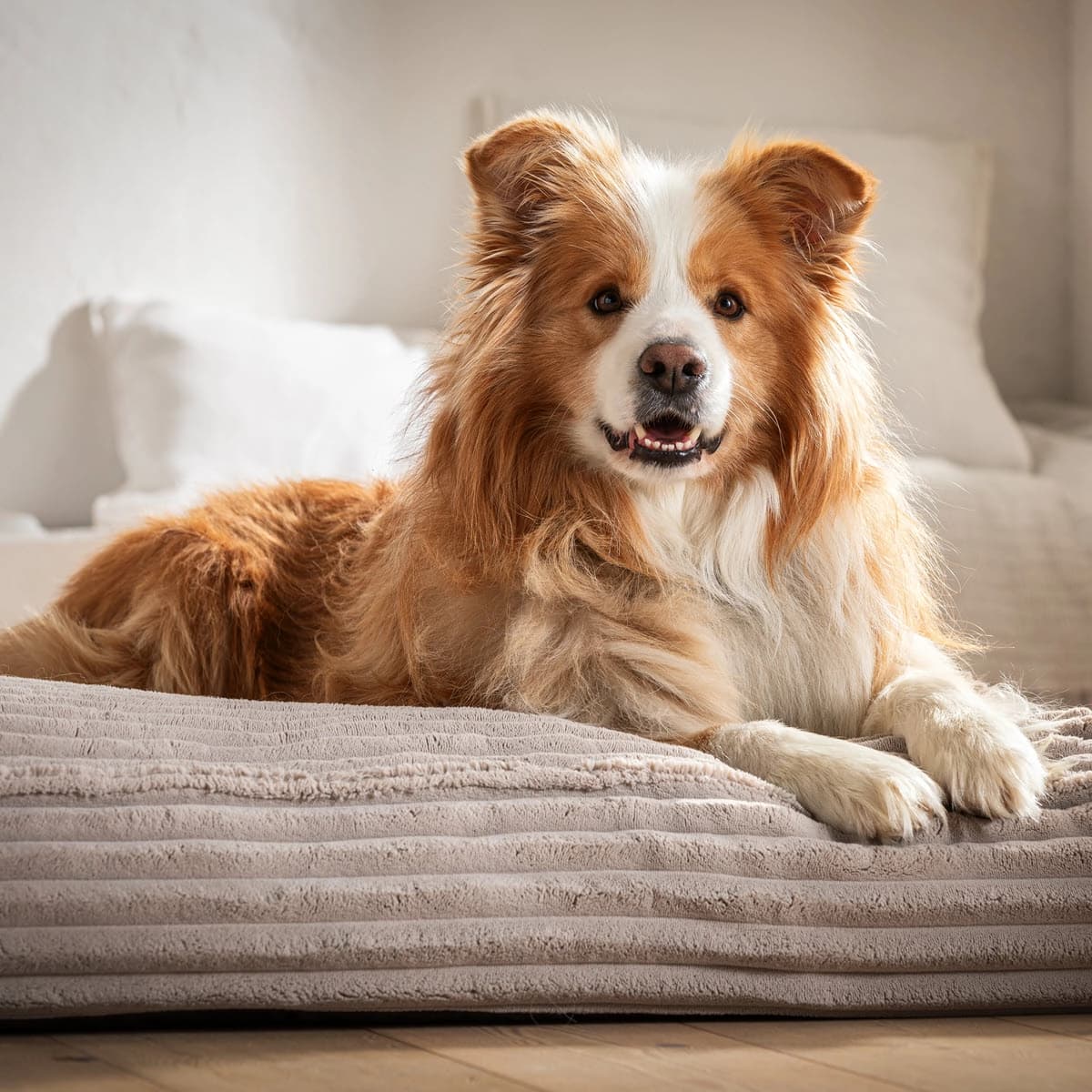 Hund