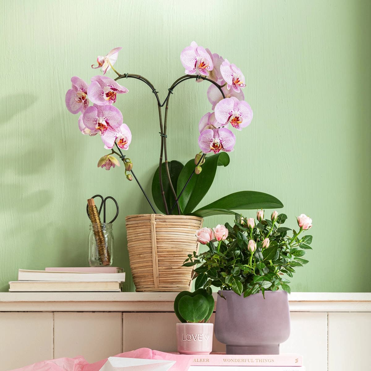 Orchideen