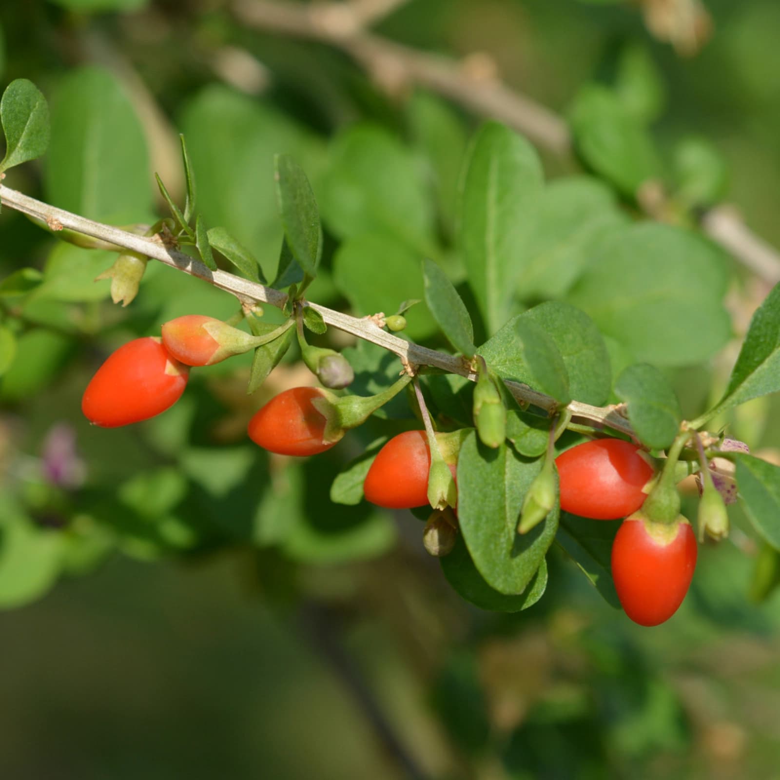 Goji