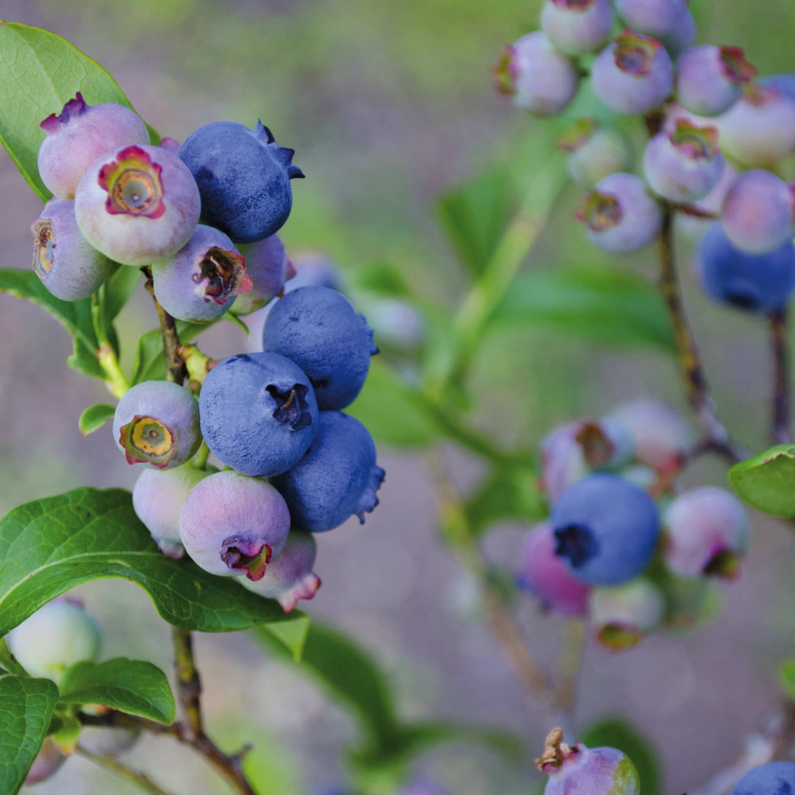 Beeren­sträucher