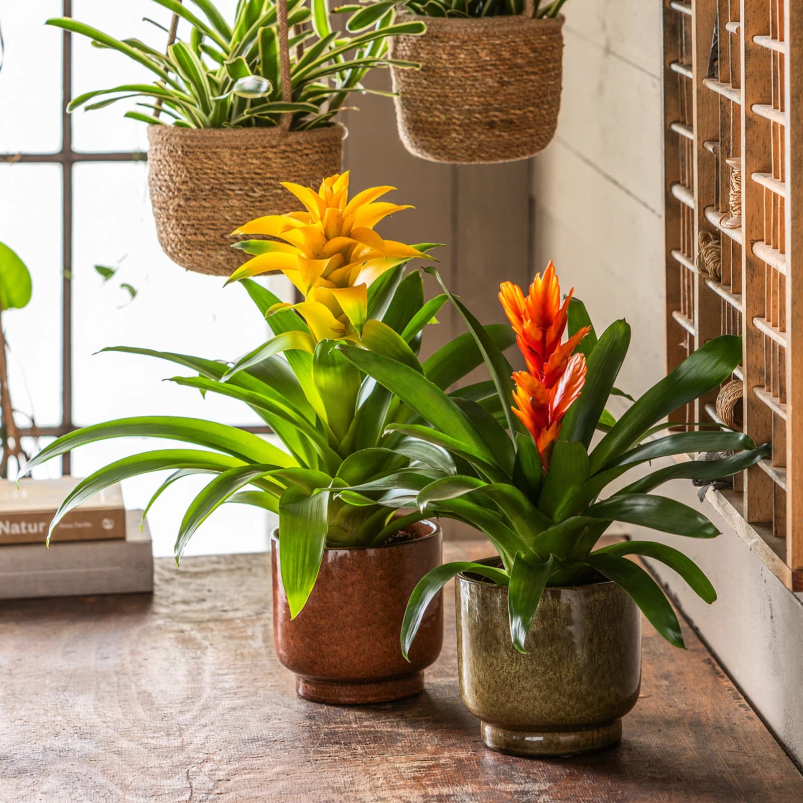 Bromelien