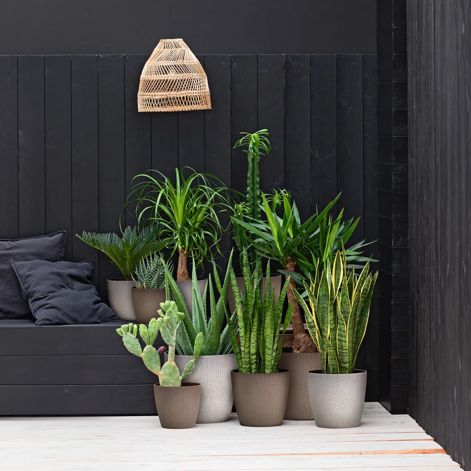 Drachenbaum & Yucca