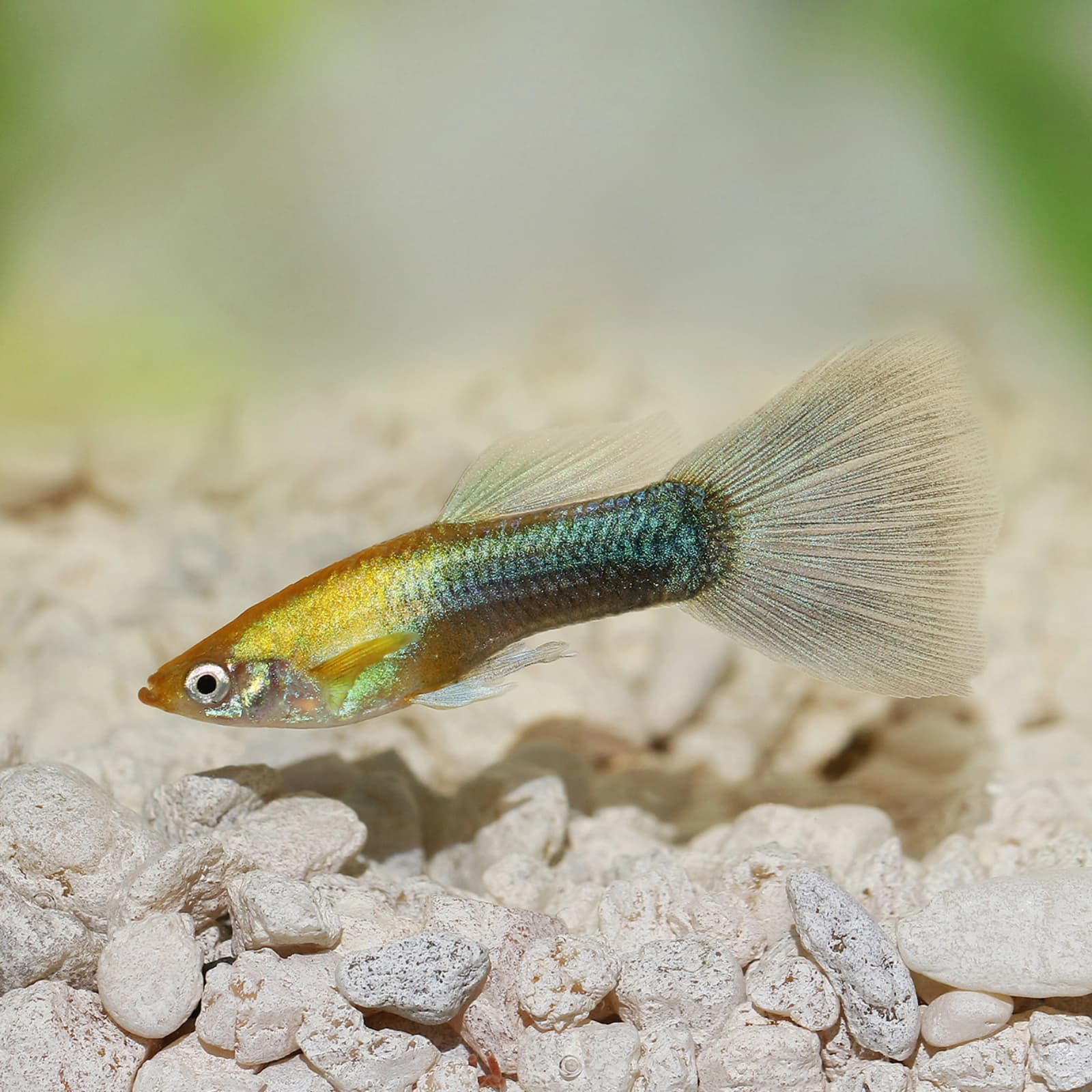 Guppys