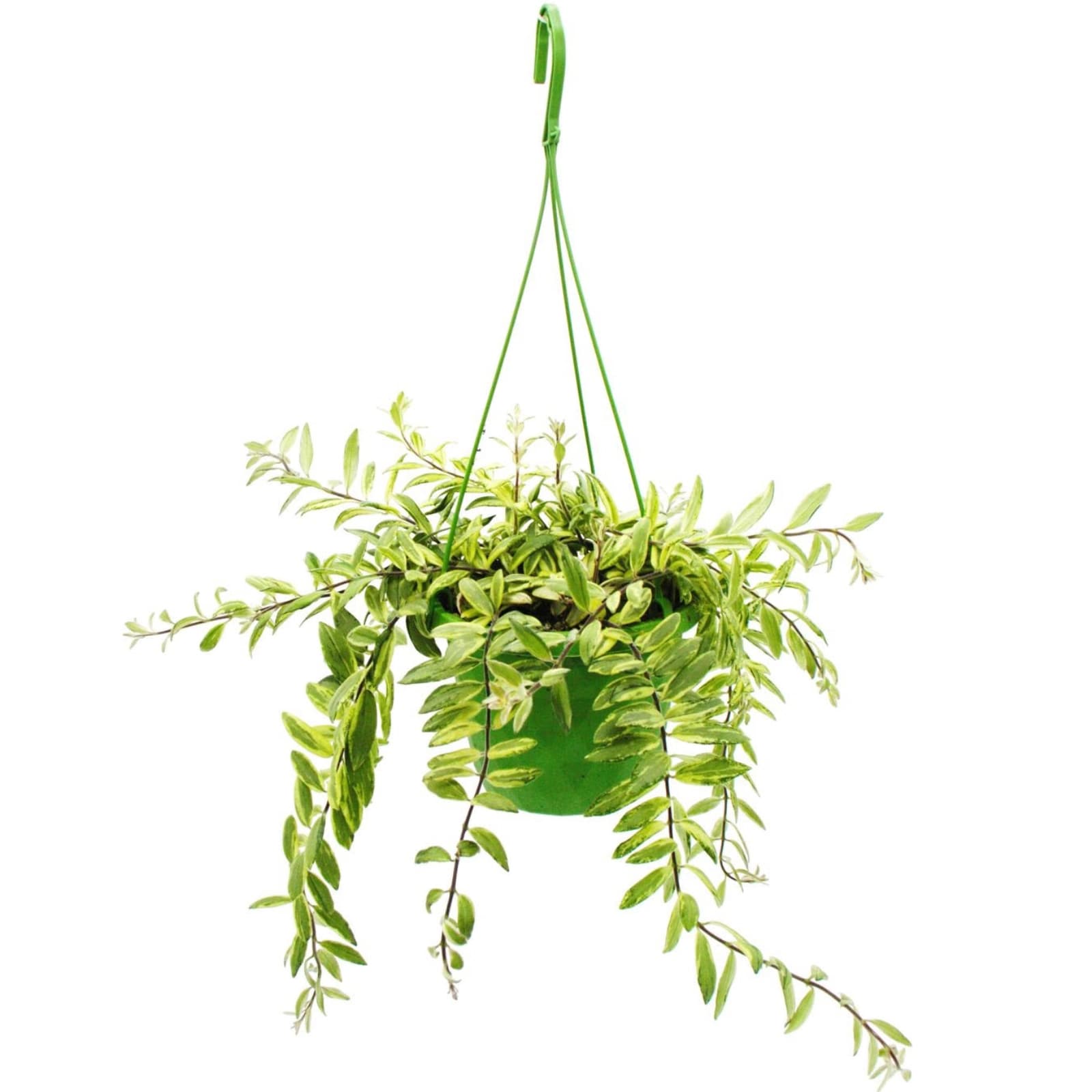 1. Schamblume