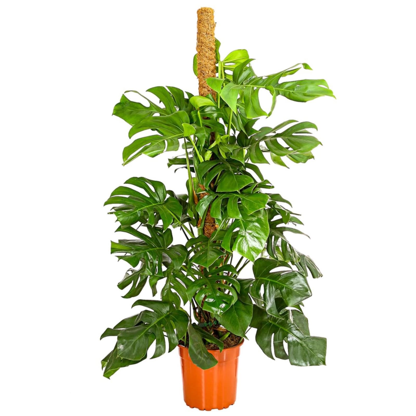 8. Monstera