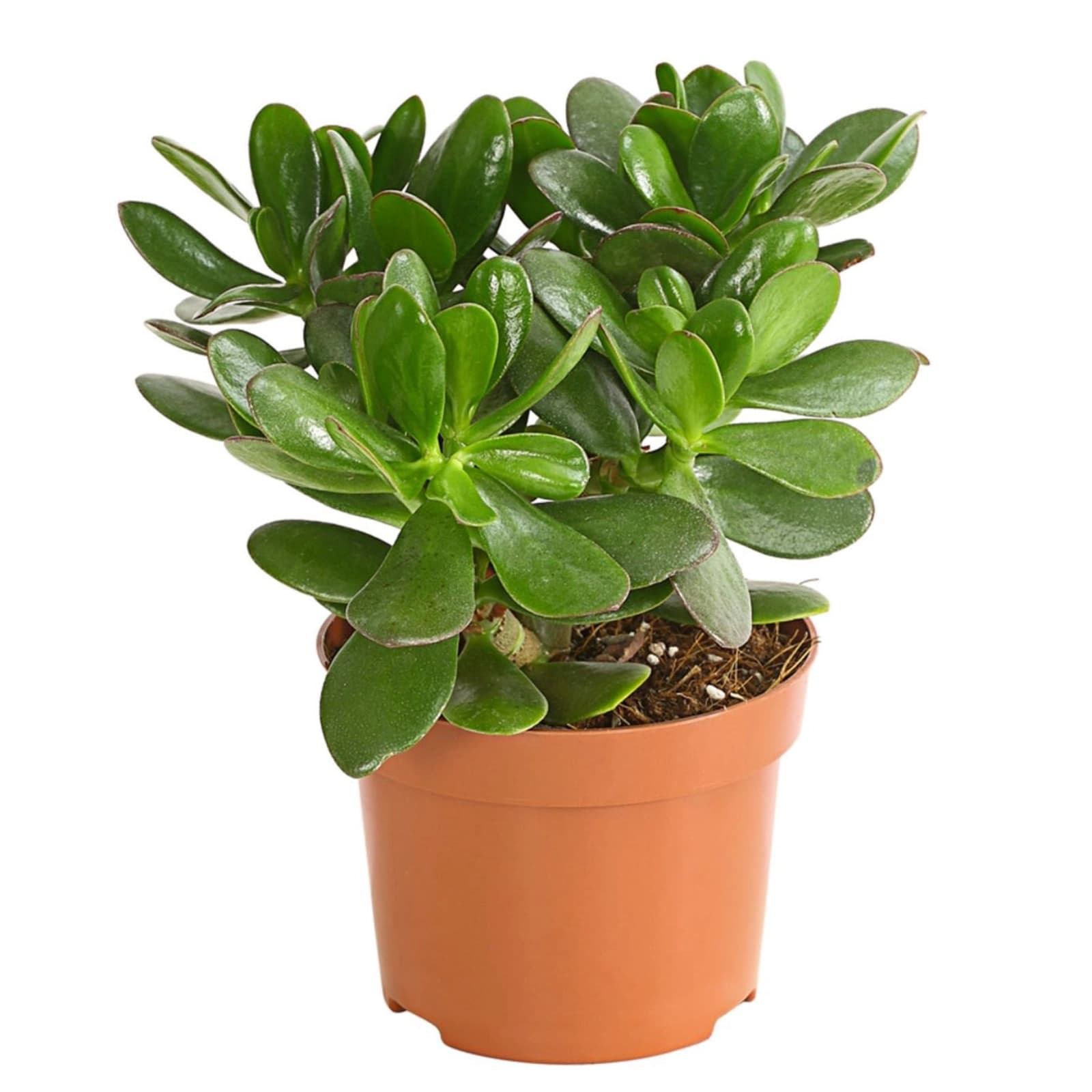 7. Geldbaum