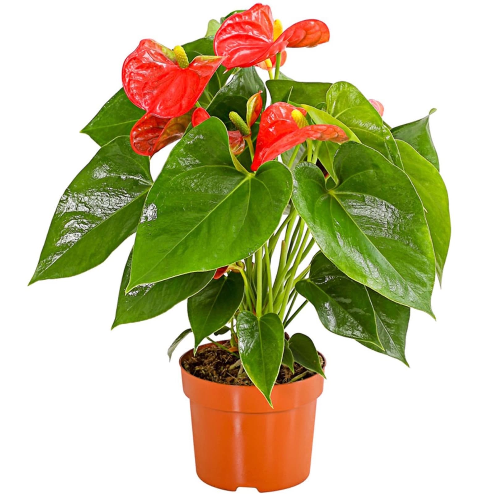 7. Flamingo­blume
