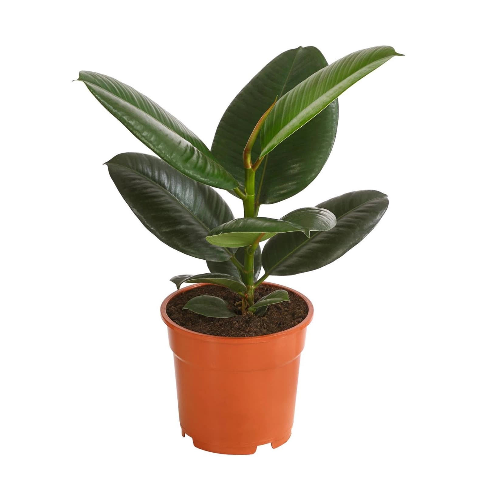 2. Gummibaum