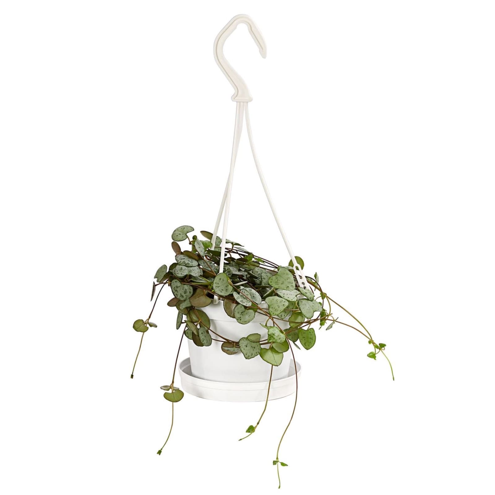 10. Leuchter­blume