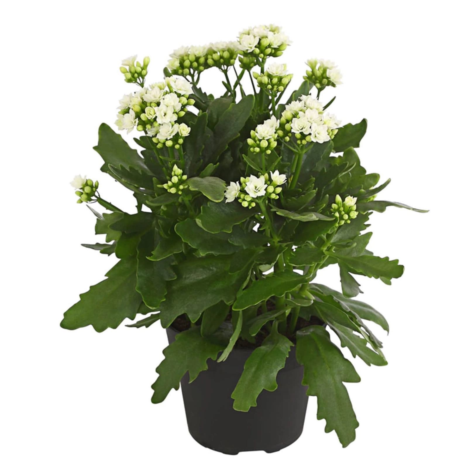 10. Kalanchoe