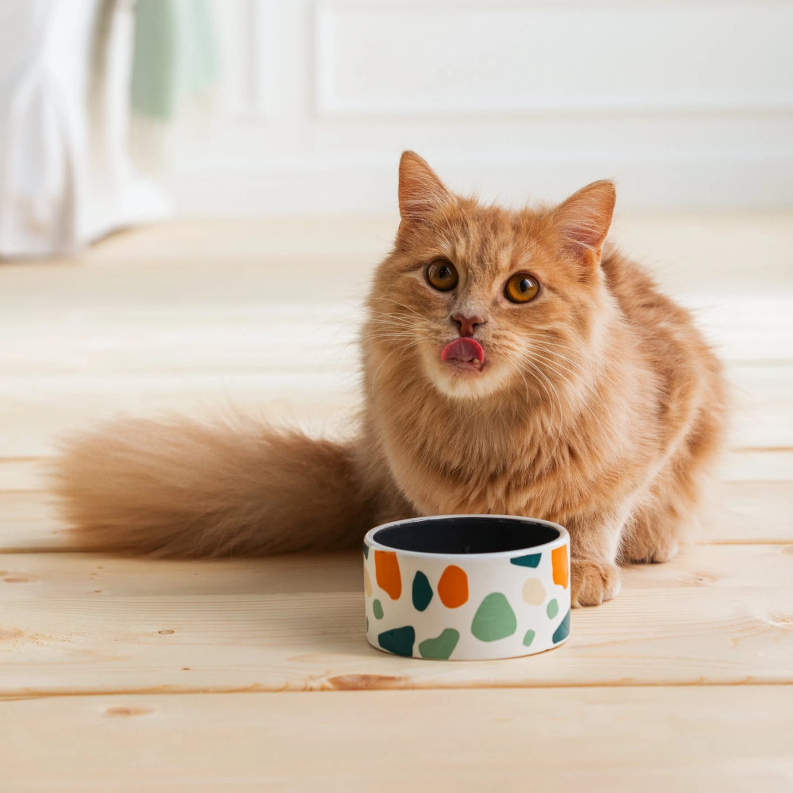 Katze