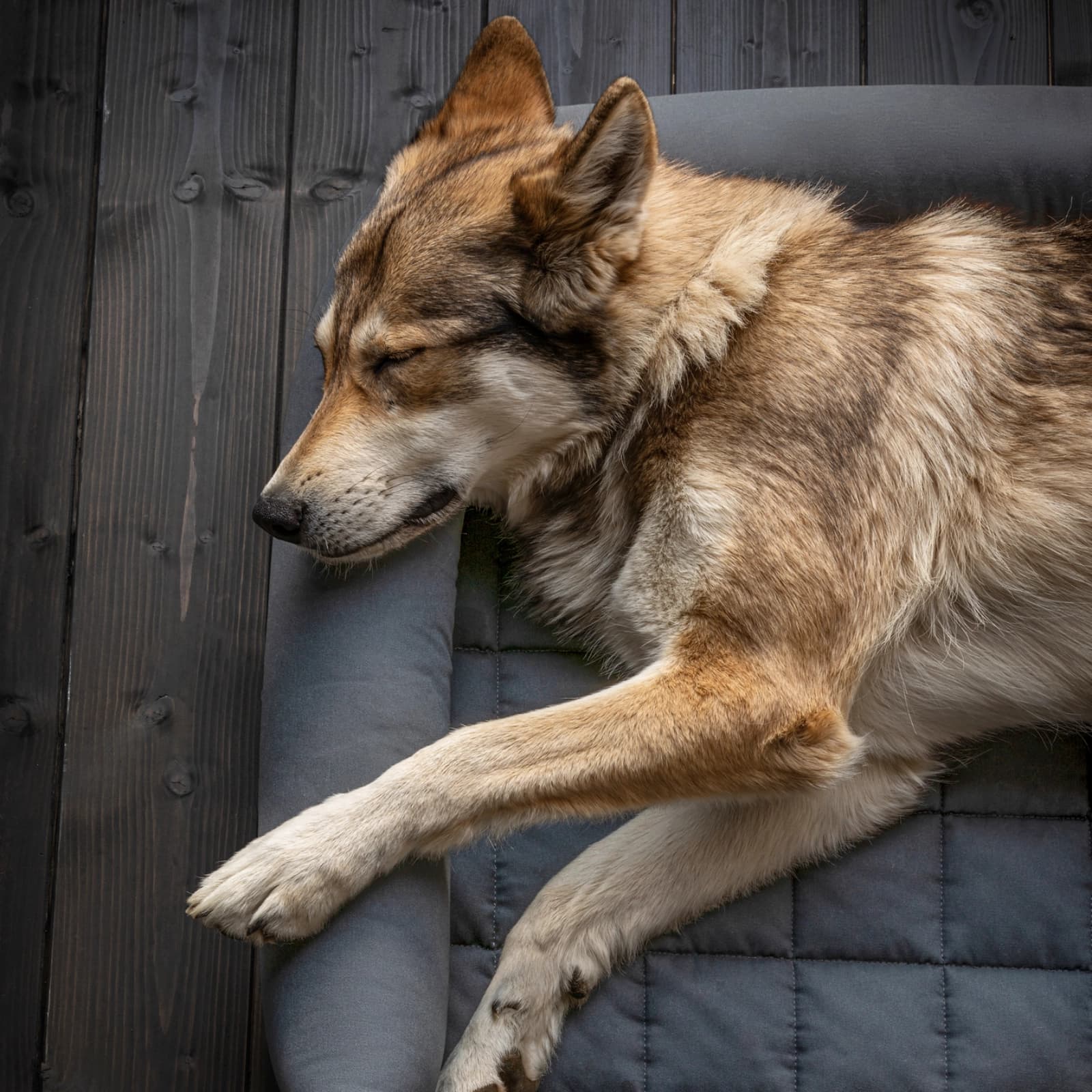 Hundedecken