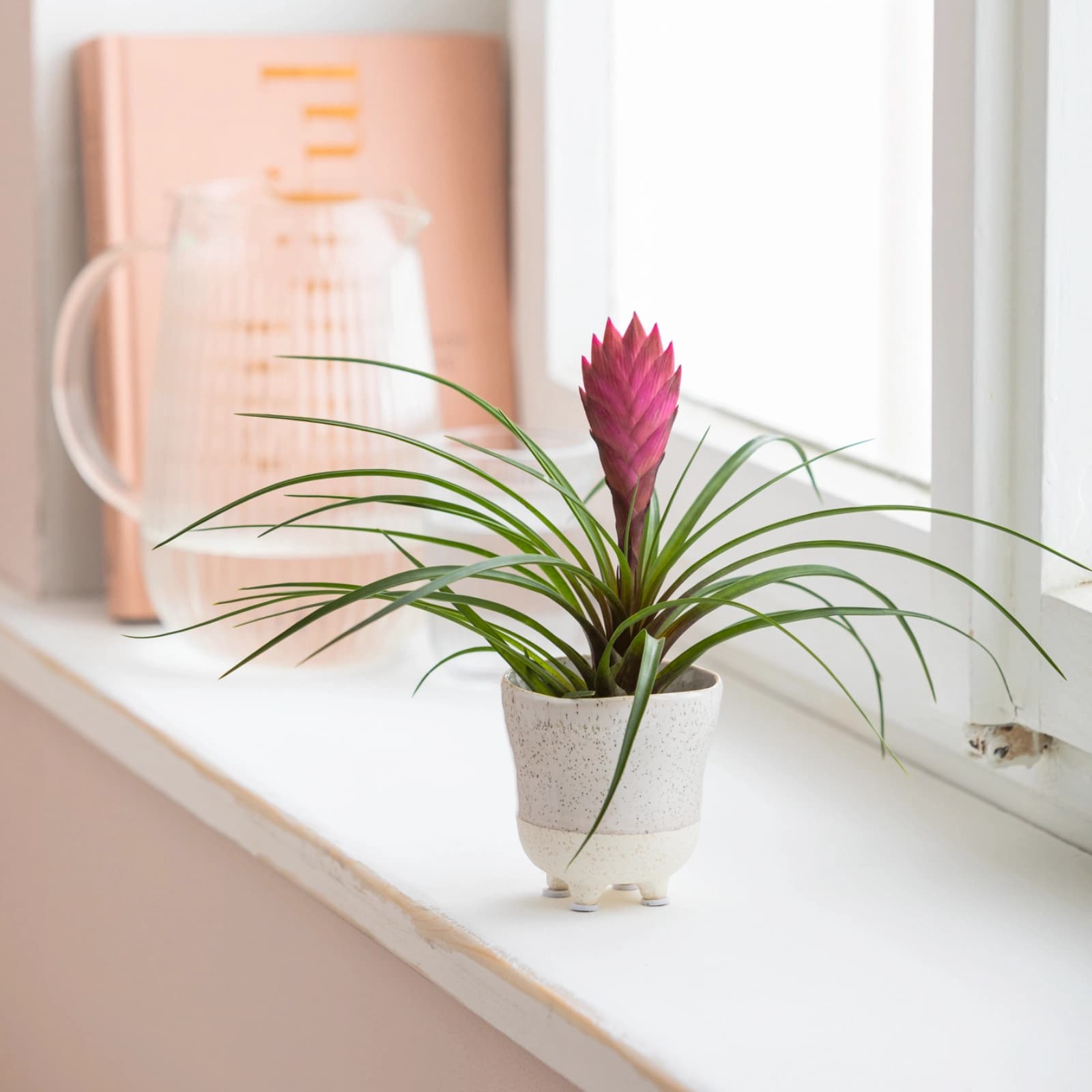 Guzmania