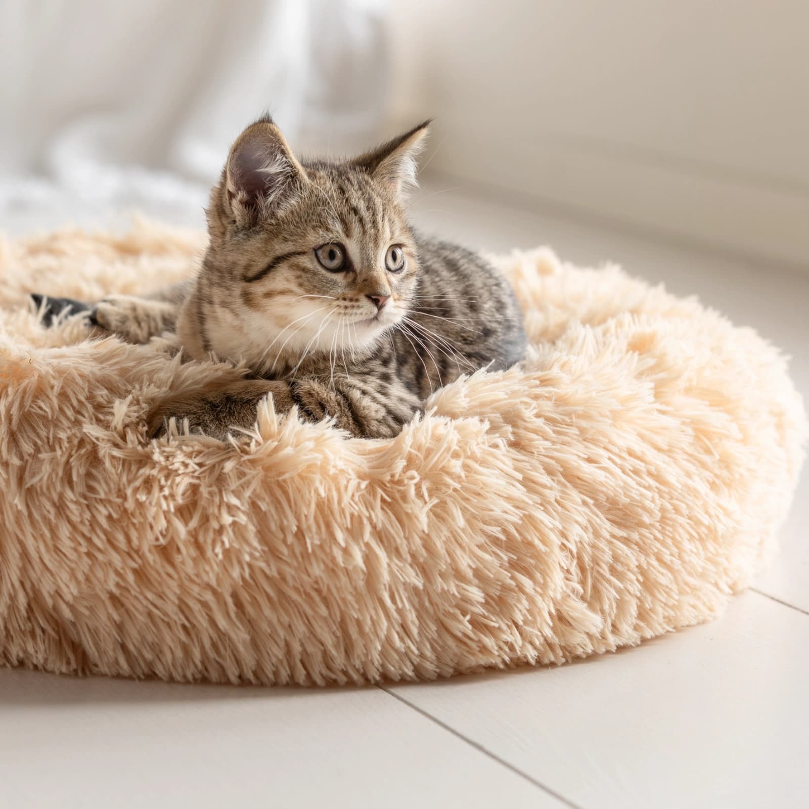 Katze