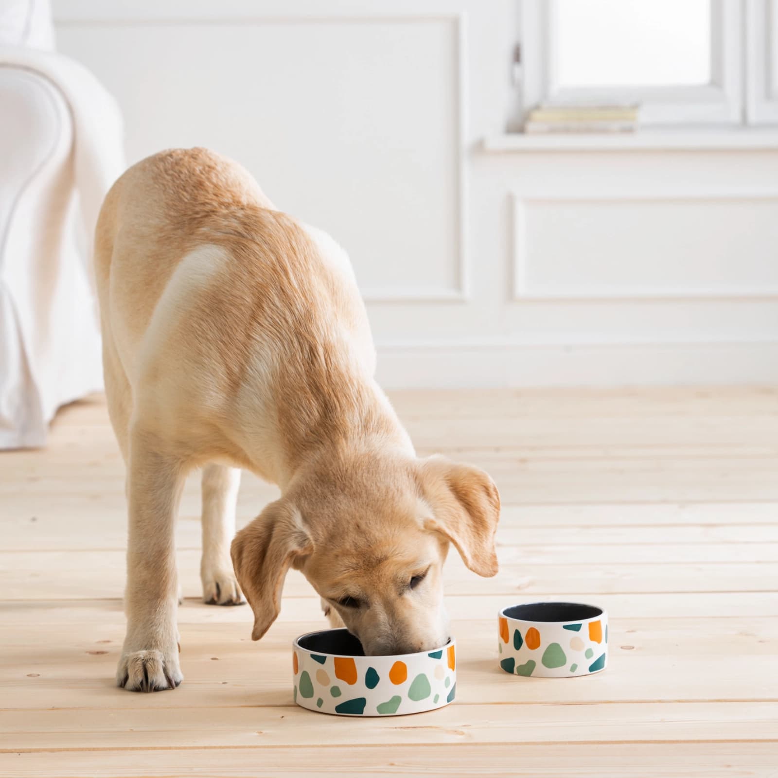 Hundefutter