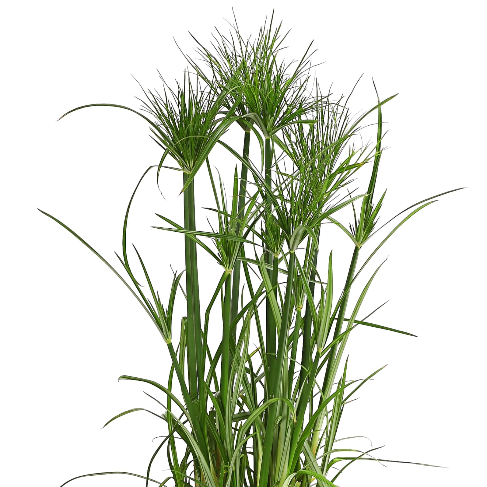 9. Papyrus