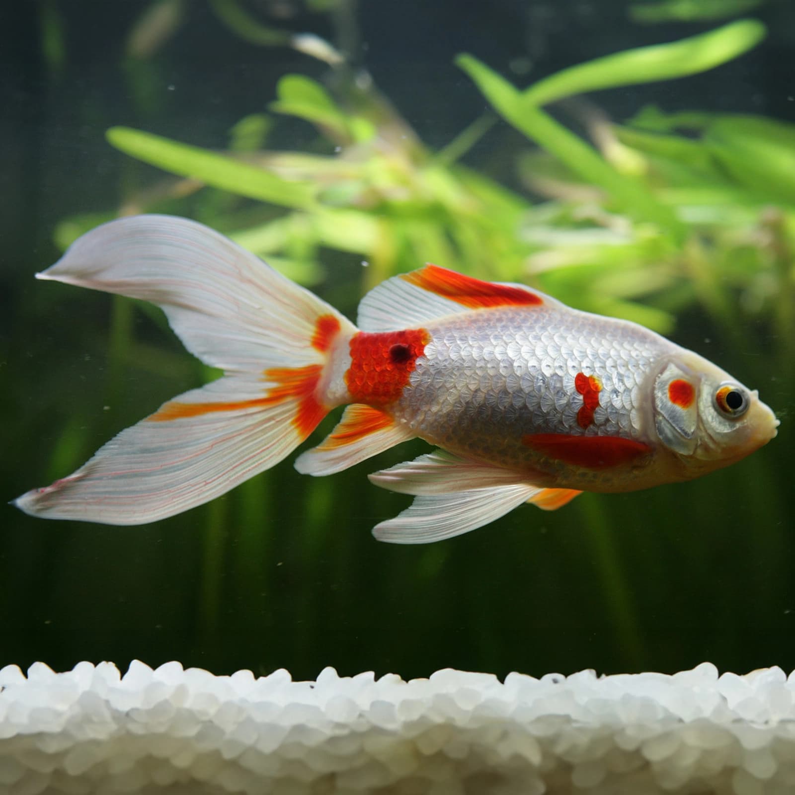 Goldfische
