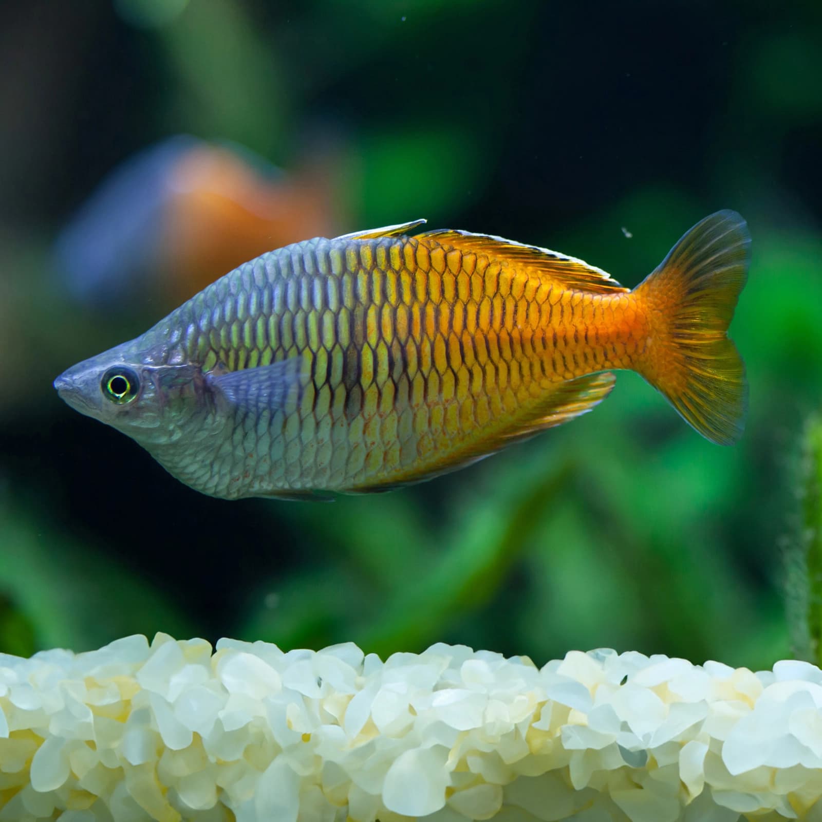 Regenbogen­fische