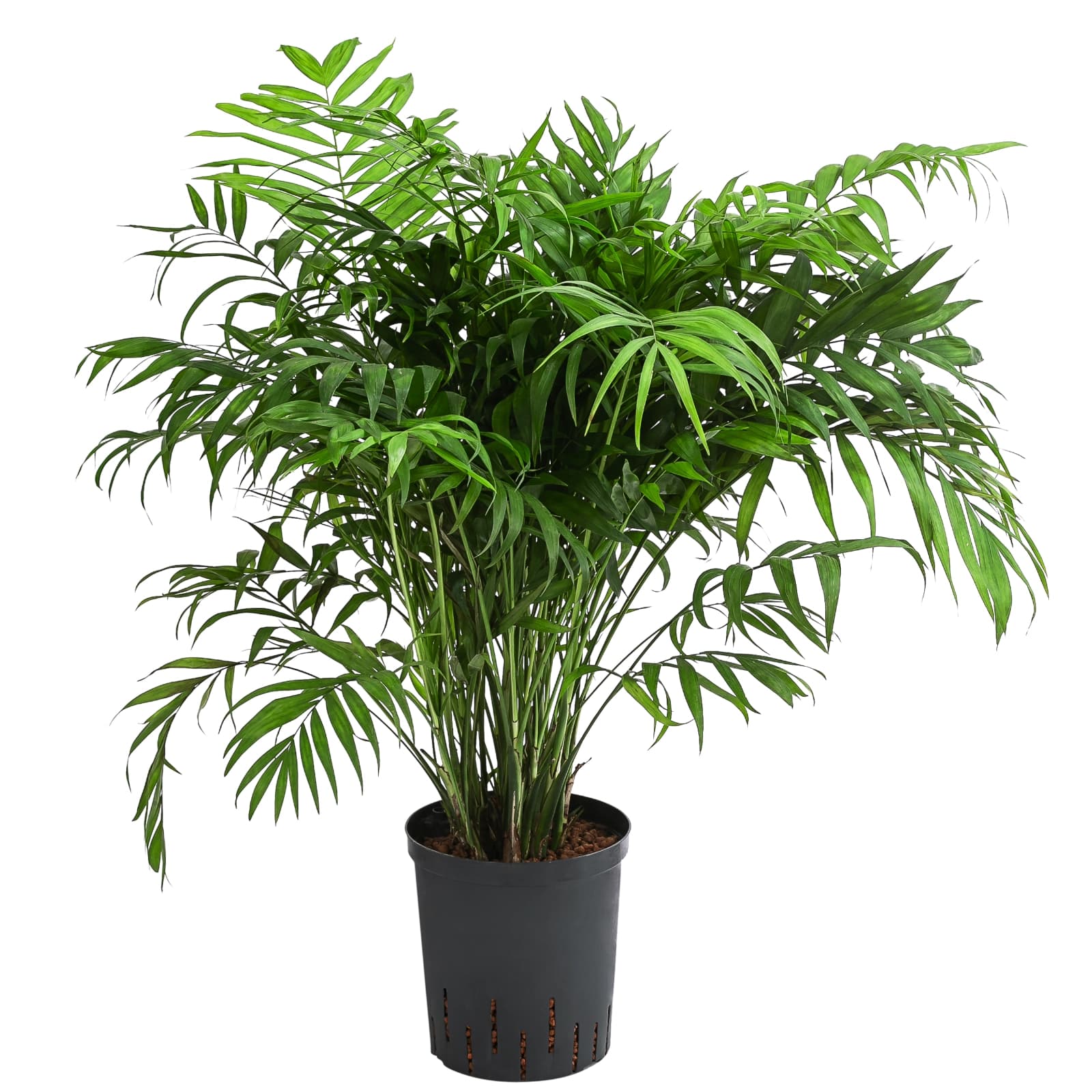 Bergpalme