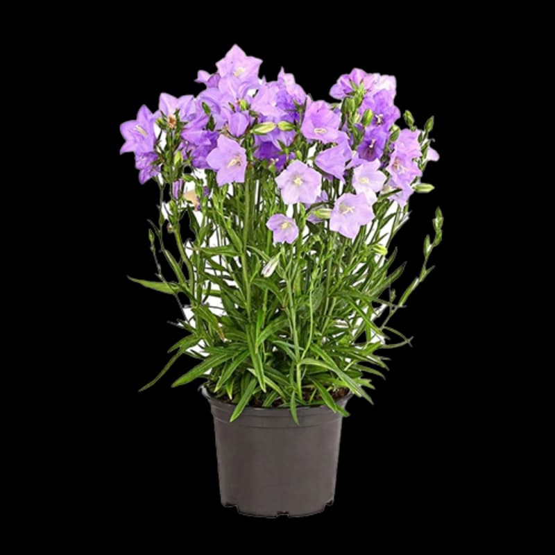 Glockenblumen