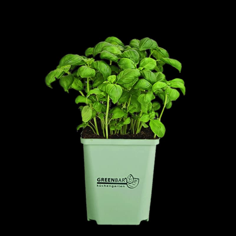 Greenbar-Kräuter