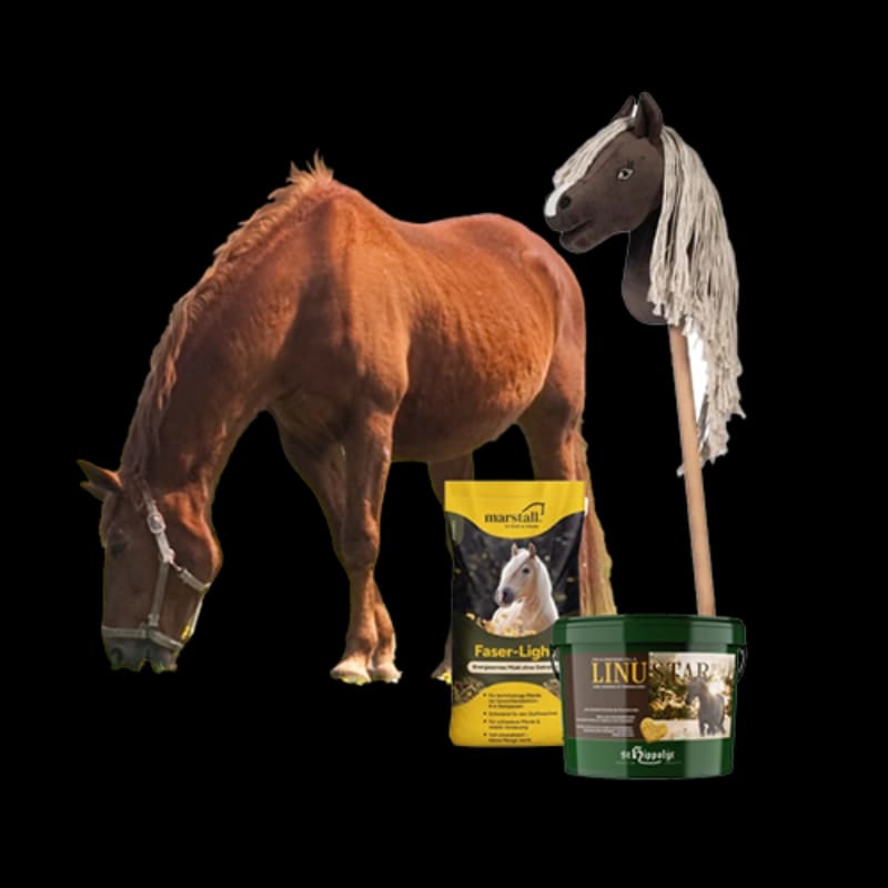 Pferd