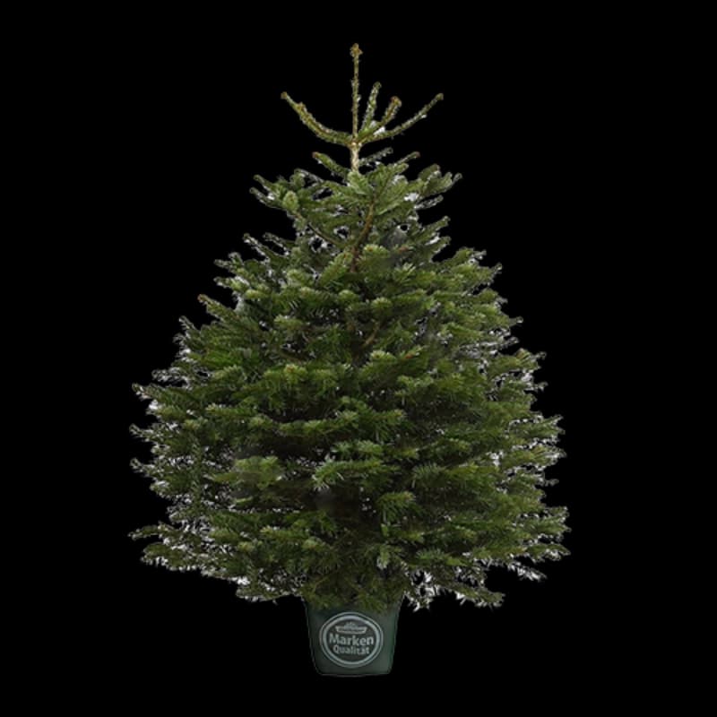 Weihnachtsbäume
