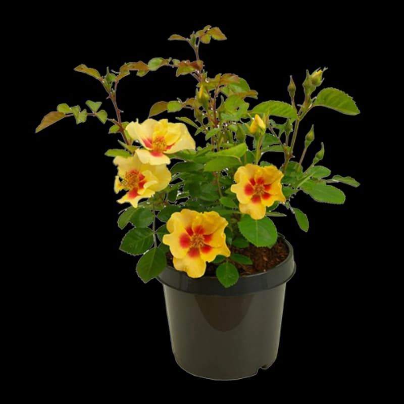 Garten-Raritäten
