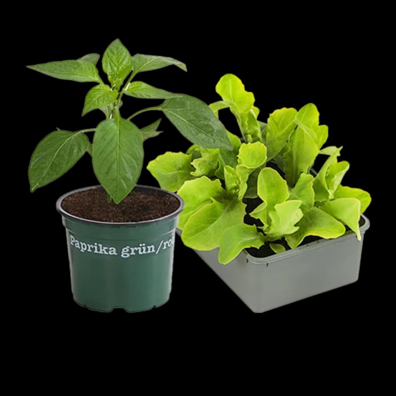 Bio-Gemüsepflanzen