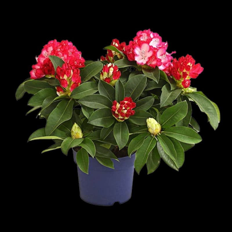 Rhododendren