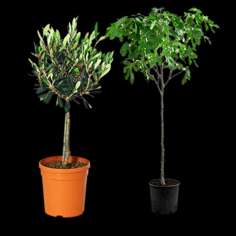 Feigen & Olivenbäume