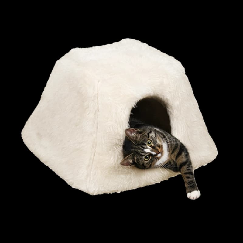 Katze