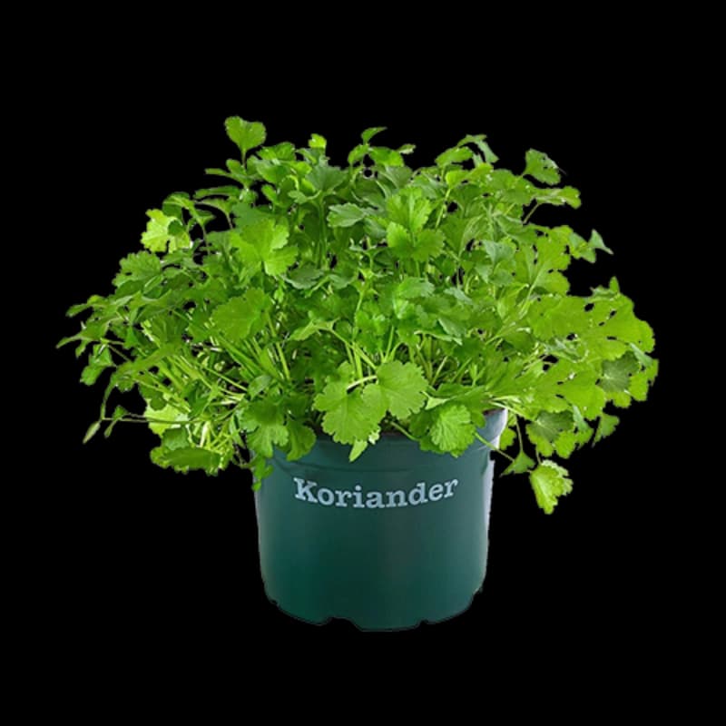 Bio-Kräuter