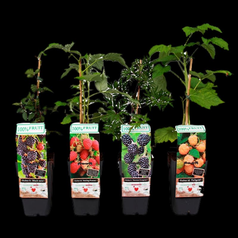 Beeren-Sets