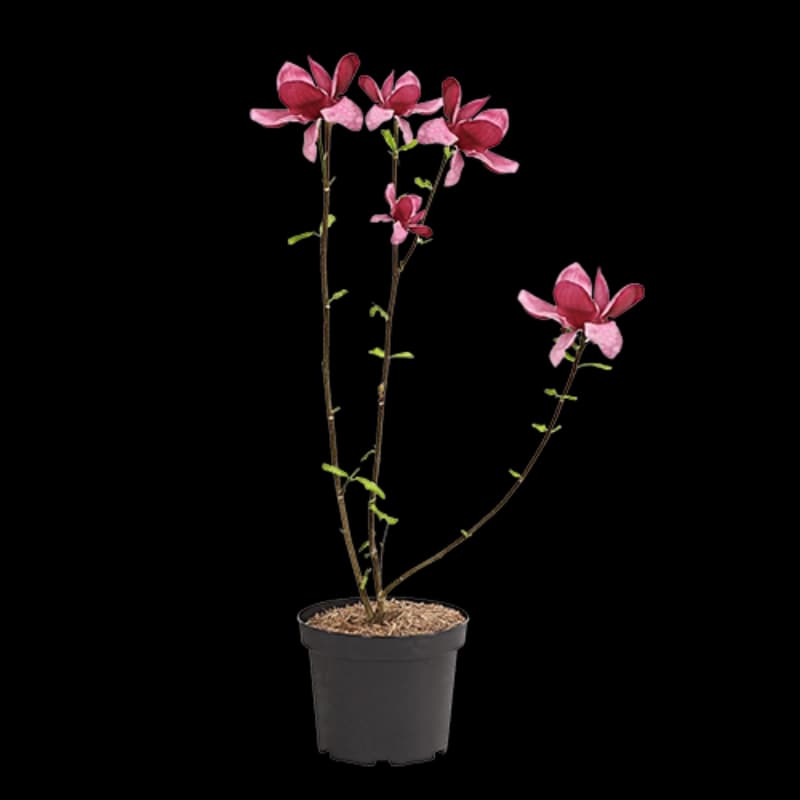 Magnolien