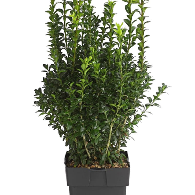 Buchs