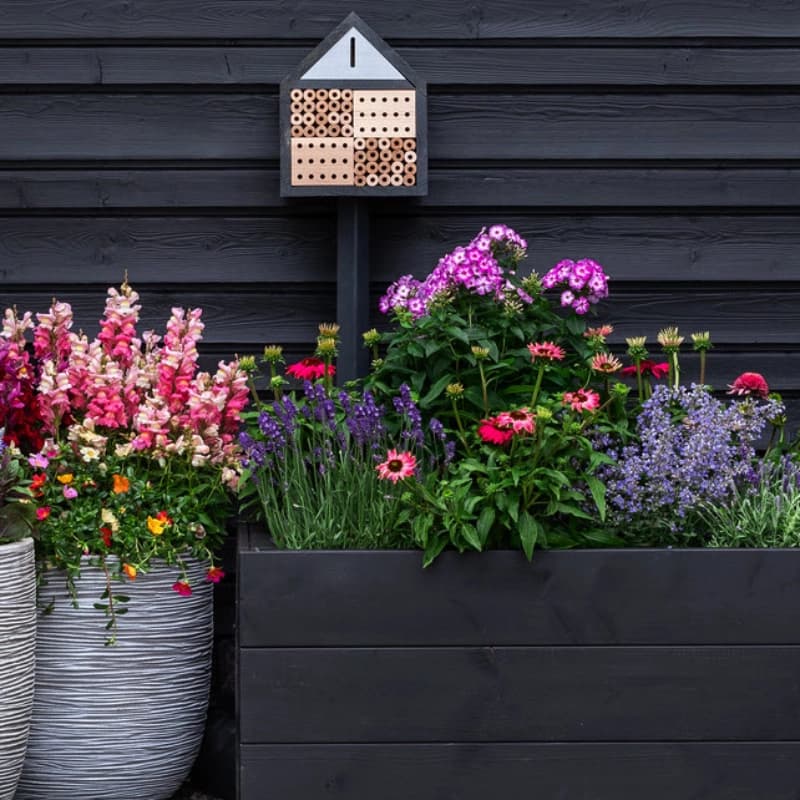 Top-Gartenpflanzen