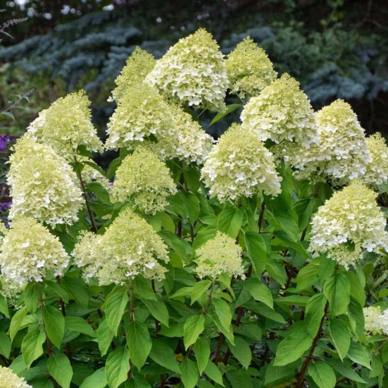 Blühende Sträucher