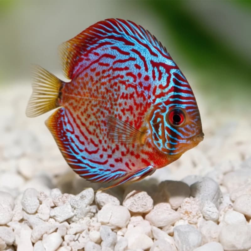 Diskusfische