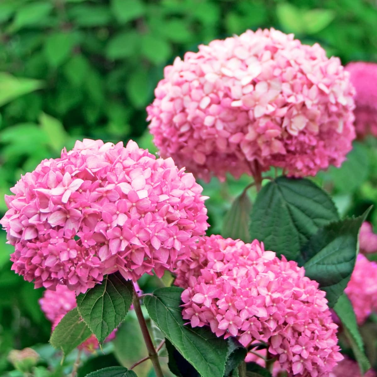 Hortensie