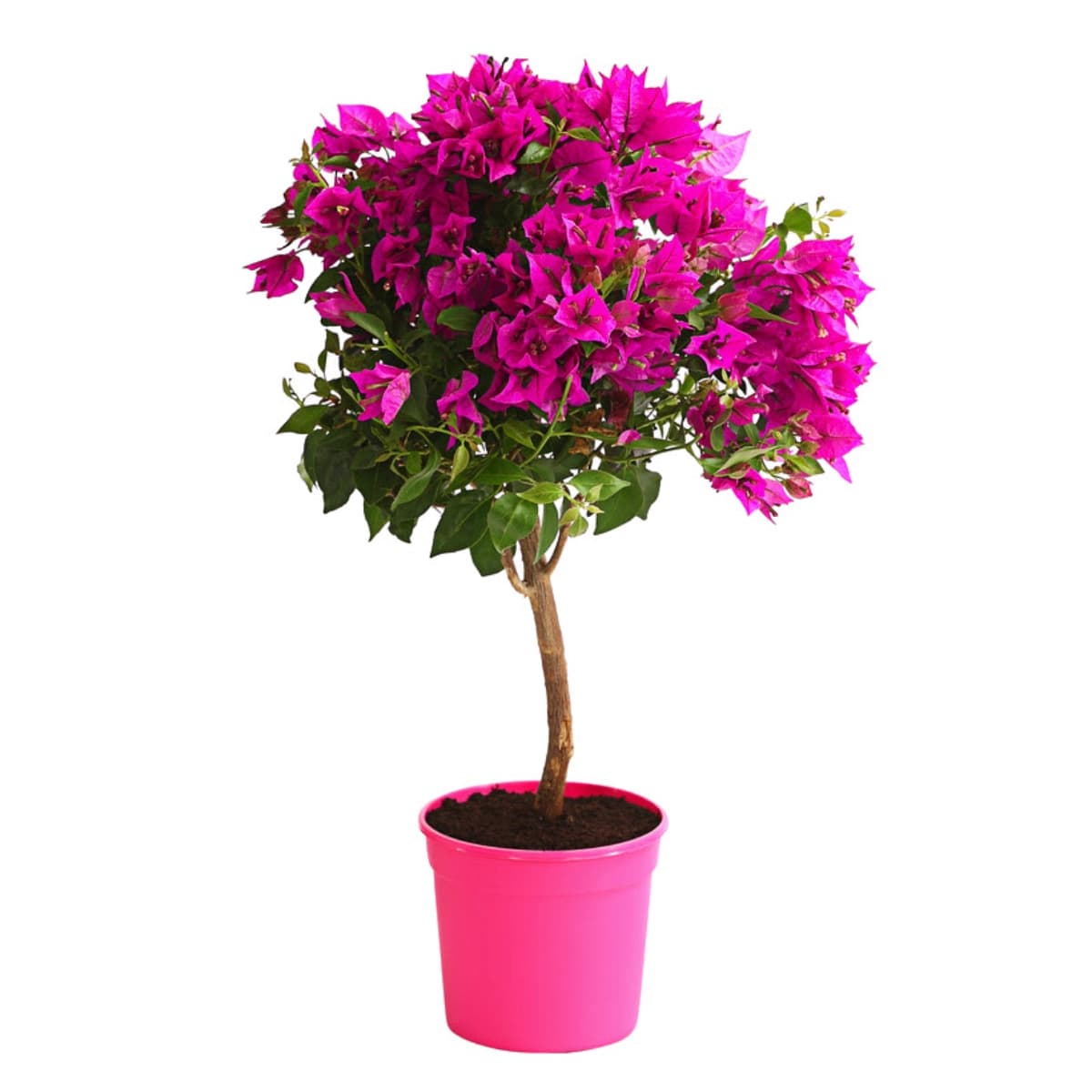 5. Drillingsblume