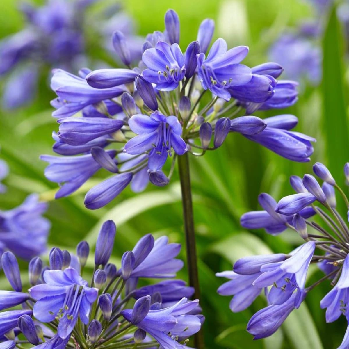 Schmucklilien