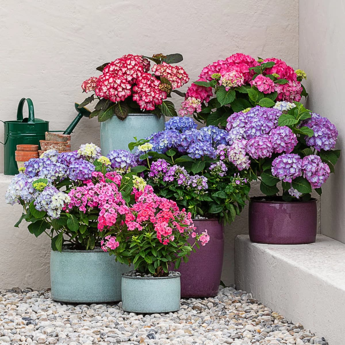 Phlox