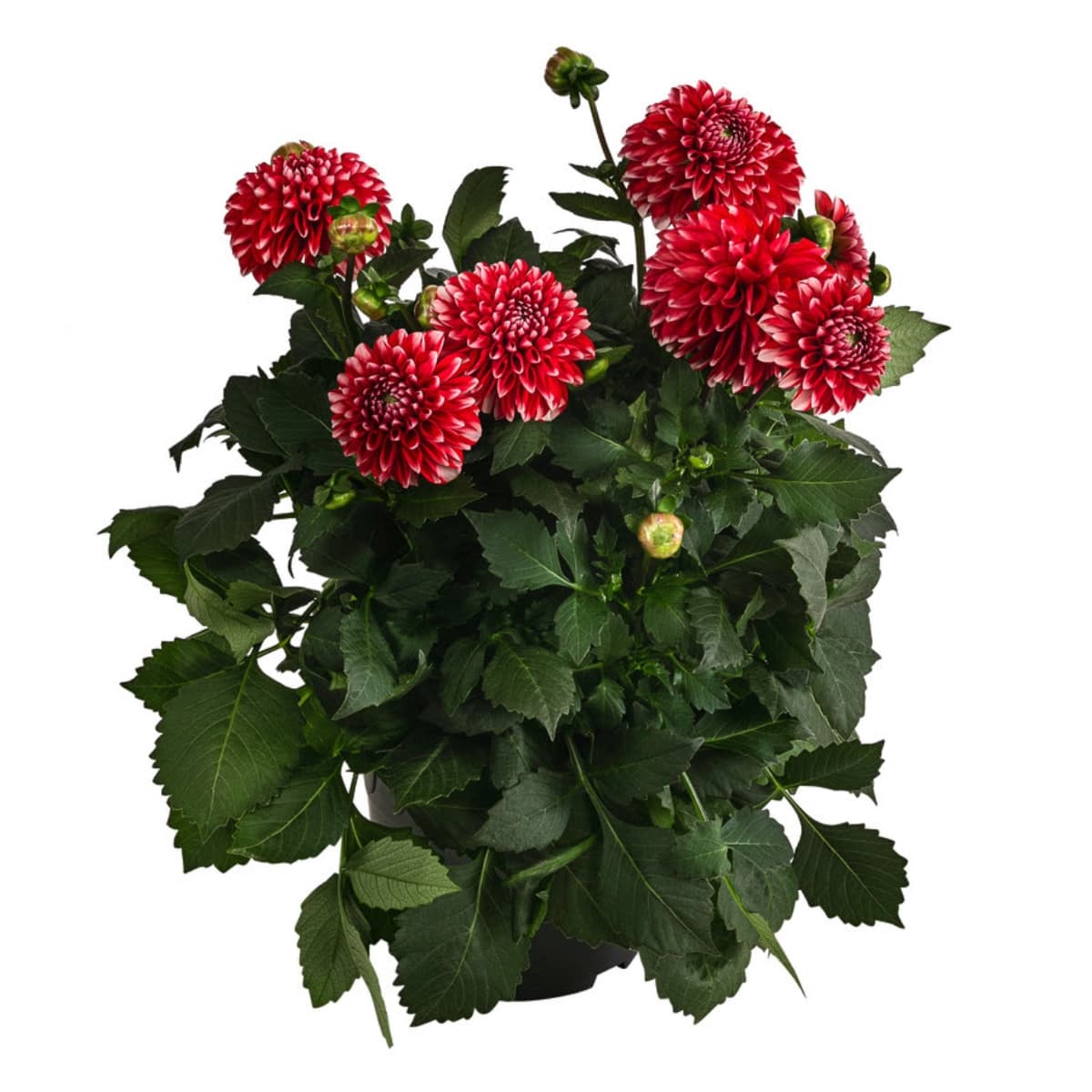 3. Dahlien