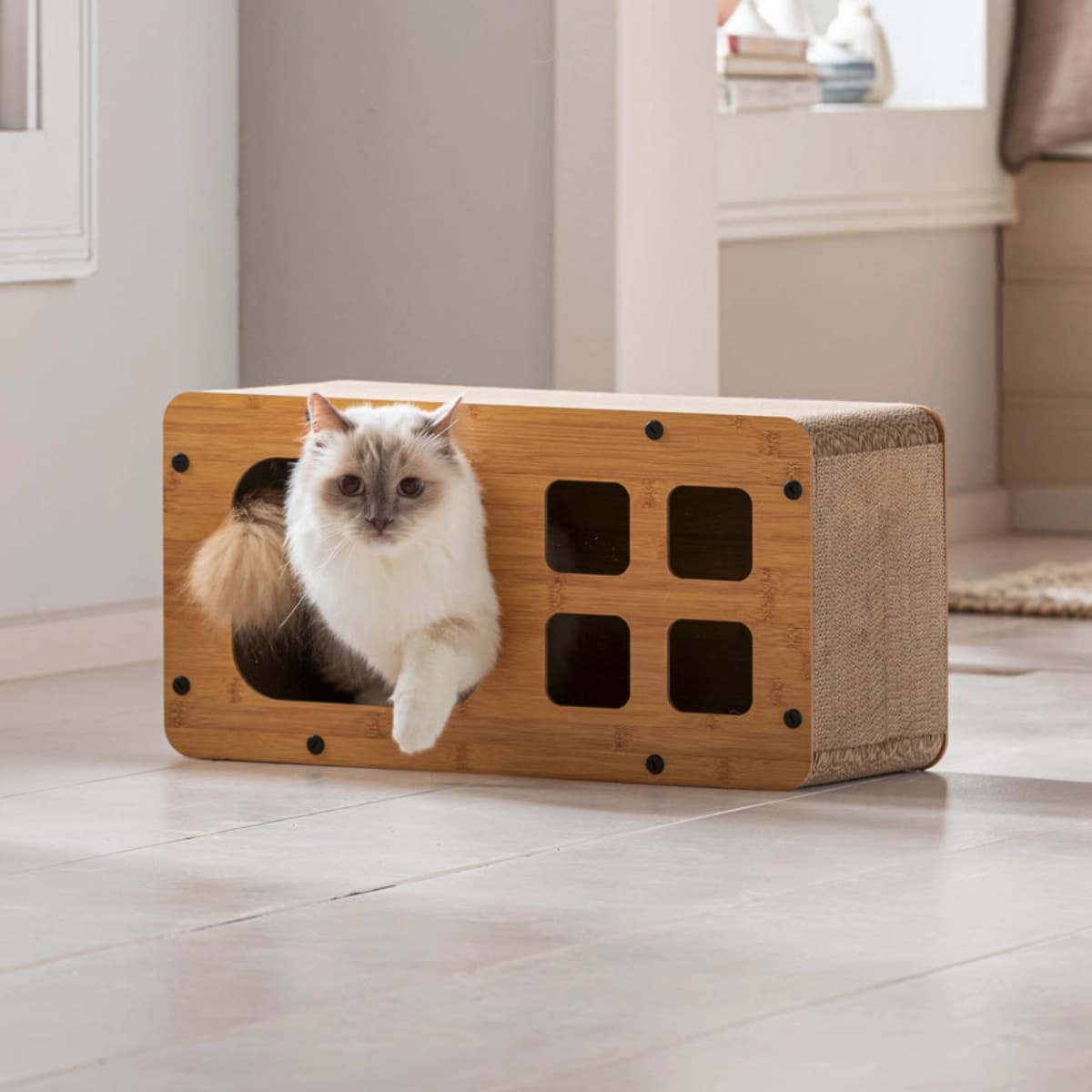 Katze