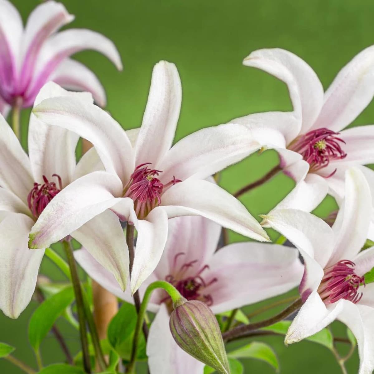 Clematis