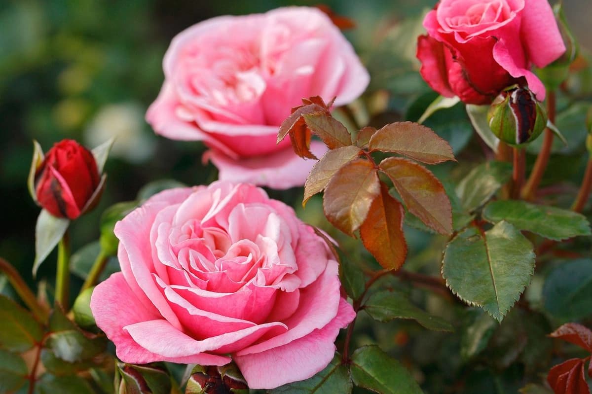 Edelrosen