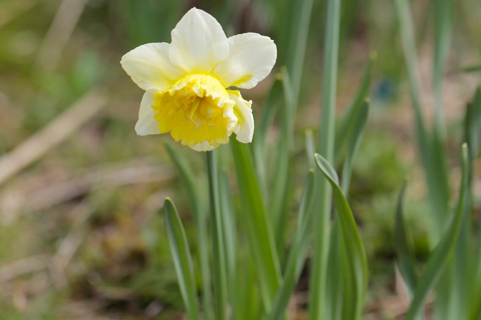 Im Garten